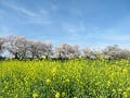 菜の花と満開の桜並木