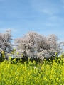 菜の花と満開の桜並木