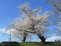 2本の桜