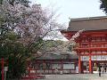楼門と山桜3