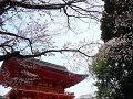 見上げる楼門と山桜