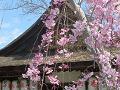 八重紅枝垂桜と拝殿の屋根