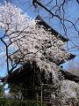 三重塔と枝垂桜