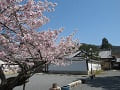 満開の桜と境内の景色