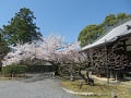 元山大師堂と満開の桜