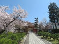 赤門と満開の桜