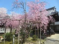 吒枳尼天の拝殿と満開の八重紅枝垂桜