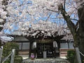 吒枳尼天の社殿と満開の桜
