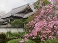 八重紅枝垂桜お堂