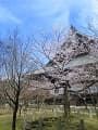 たてかわ桜と本堂