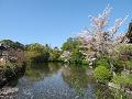 池と桜5