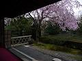縁側から見る枝垂桜