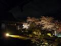 本堂と夜桜