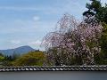 枝垂れ桜と比叡山