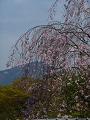枝垂れ桜と比叡山2