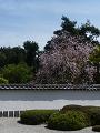 枝垂れ桜とサツキの刈込2