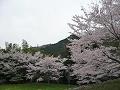 参道付近の桜