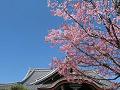 空と蜂須賀桜2