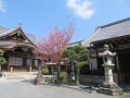 大方丈と御影堂と蜂須賀桜