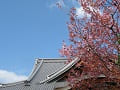 散り始めた蜂須賀桜