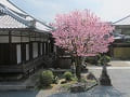見下ろす大方丈と蜂須賀桜