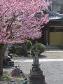 供養塔と蜂須賀桜