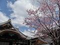 空と蜂須賀桜