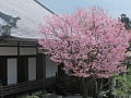 大方丈の屋根と蜂須賀桜