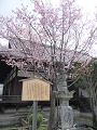 大方丈と蜂須賀桜2