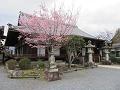 大方丈と蜂須賀桜3