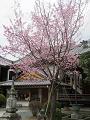 寺務所と蜂須賀桜
