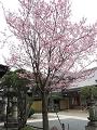 阿弥陀堂と蜂須賀桜