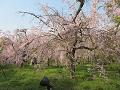 桜林の八重紅枝垂桜