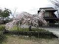 傍花閣と満開の枝垂桜