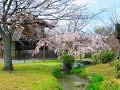 小川と枝垂桜