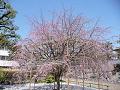 入園口付近の枝垂桜