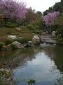 ひょうたん池と八重紅枝垂桜