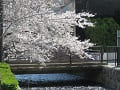 満開の桜と橋