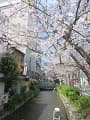 満開の桜と高瀬川