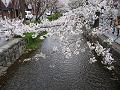 川まで枝を伸ばした桜