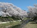 玉川堤の満開の桜並木