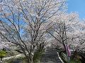 歩道の桜並木