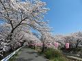 歩道の桜並木2