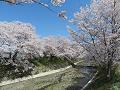 玉川堤の満開の桜並木2