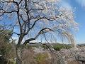望京の丘から見た枝垂桜