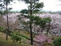 山から見た枝垂桜