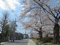 今出川通沿いの桜