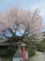 満開の彼岸桜