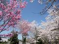陽光桜とソメイヨシノ