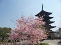 河津桜と五重塔